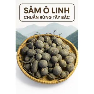 Sâm Ô Linh Rừng Tây Bắc – Củ Sâm Đen Tự Nhiên, Ngâm Mật Ong, Ngâm Tửu-Bồi bổ cơ thể