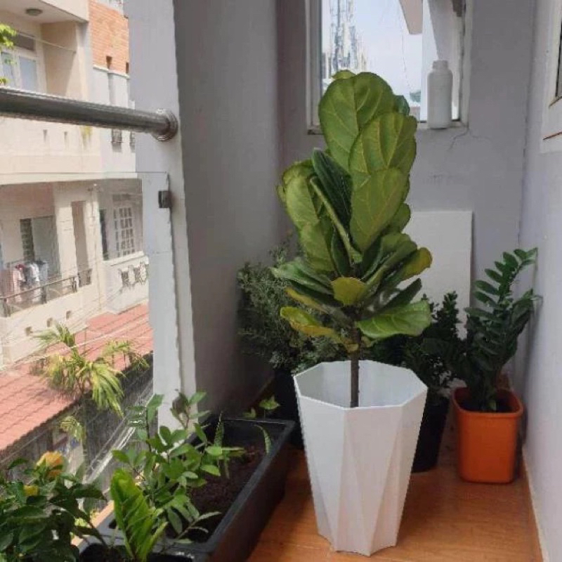 Chậu nhựa kim cương 40x30cm loại 1 dày, bóng, đủ size