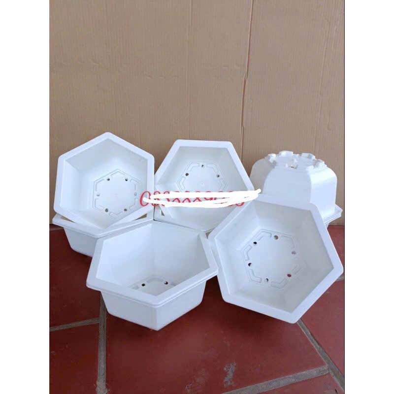 Chậu nhựa lục giác trồng cây bonsai màu trắng - chậu tứ  quí hàng dày đẹp - ảnh thật
