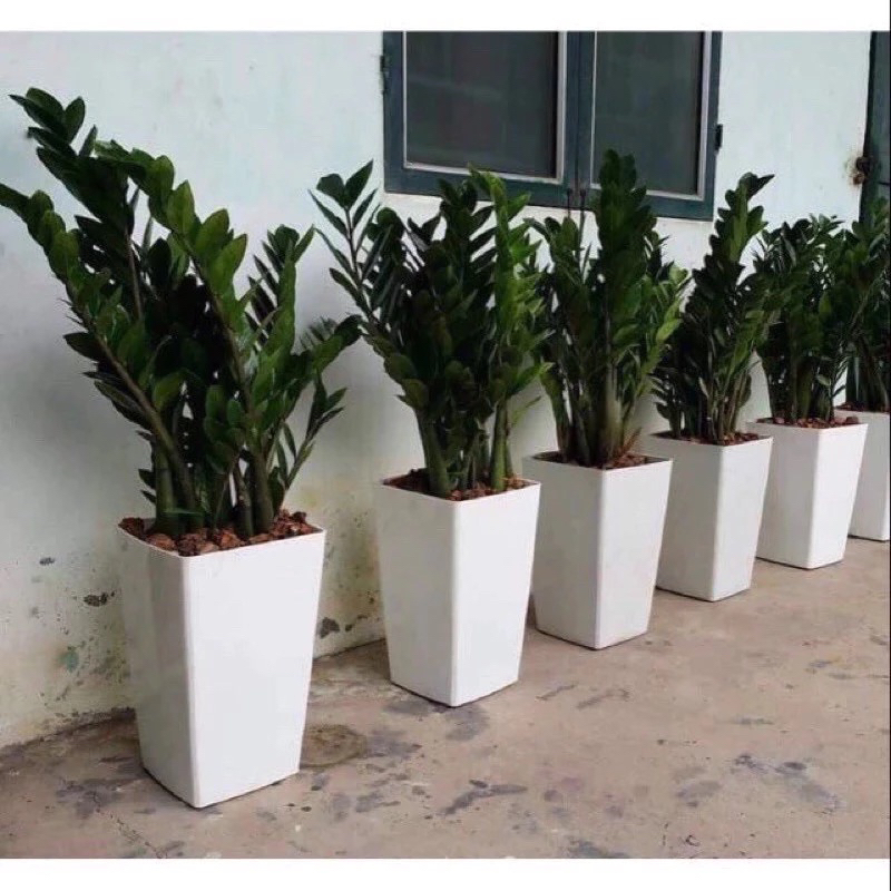 Combo 10 chậu vuông cao 40x24cm