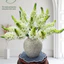 Bình Hoa Gốm Bát Tràng Men Rustic San Hô Nâu Trang Trí GomDecorTSC