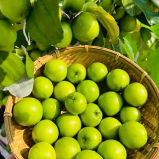 Cây giống Táo Thái trái to, say trái, cao 40-55cm