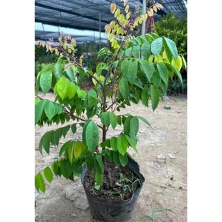 Cây giống Khế ngọt-giống F1 say quả