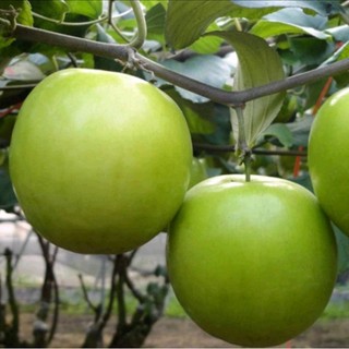 Cây giống Táo Thái trái to, say trái, cao 40-55cm