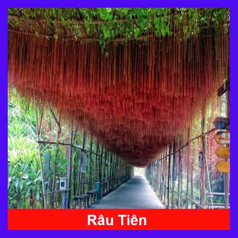 Cây Râu Tiên (Cây Râu Hoàng Đế/ Cây Liêm Hồ Đằng) CANH NÔNG - KVT