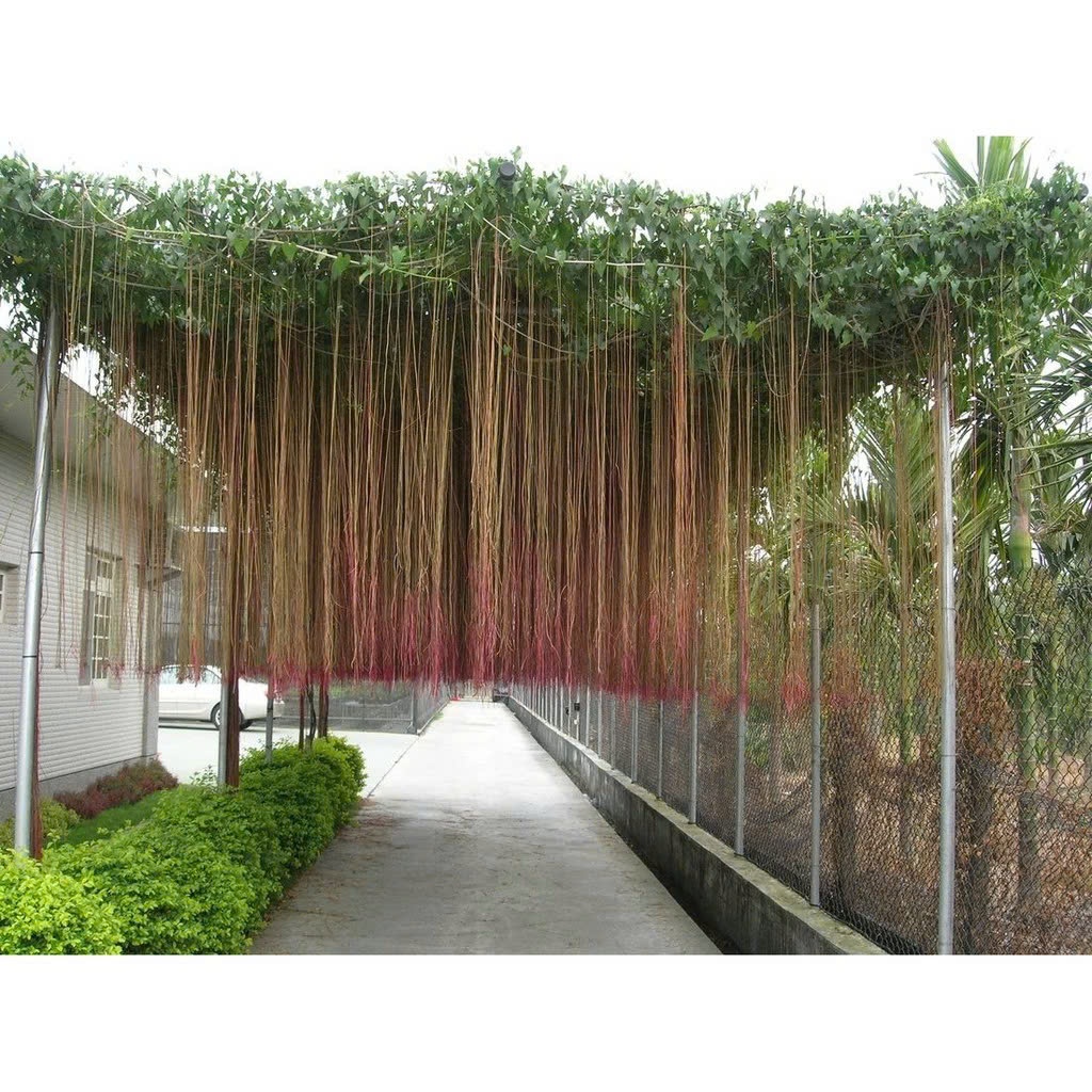 Cây Râu Tiên (Cây Râu Hoàng Đế/ Cây Liêm Hồ Đằng) CANH NÔNG - KVT