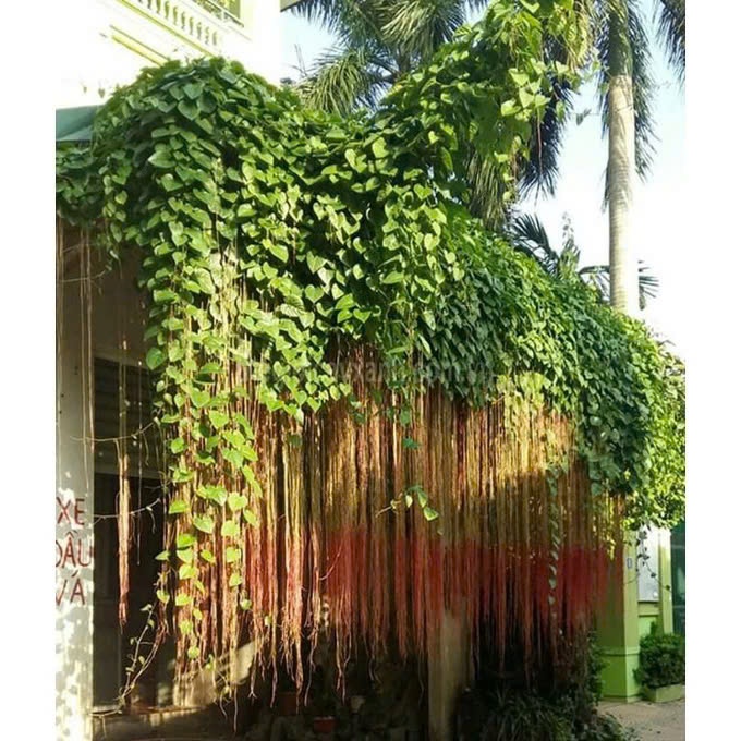 Cây Râu Tiên (Cây Râu Hoàng Đế/ Cây Liêm Hồ Đằng) CANH NÔNG - KVT