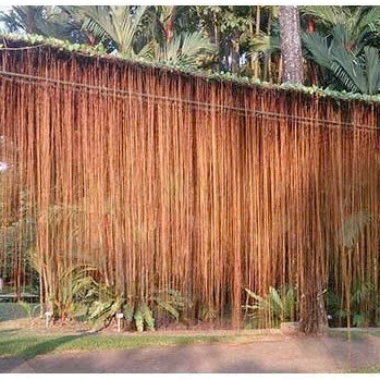 Cây Râu Tiên (Cây Râu Hoàng Đế/ Cây Liêm Hồ Đằng) CANH NÔNG - KVT