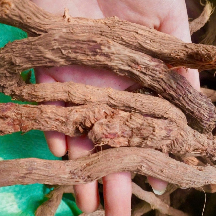 THIÊN NIÊN KIỆN - LOẠI 1 - SẤY KHÔ - SẠCH - ĐẸP 