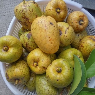500 Ml - Phân Bón Siêu Bung Đọt Phương Nam