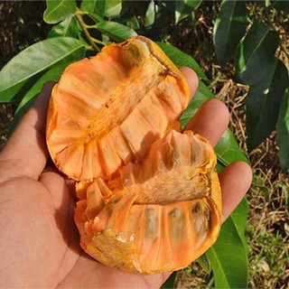 500 Ml - Phân Bón Siêu Bung Đọt Phương Nam