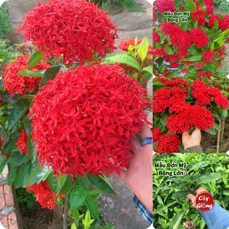 Combo 5 Bầu Giống Hoa Mẫu Đơn Mỹ Bông Lớn❤️ Lâu Năm Cực Dễ Trồng
