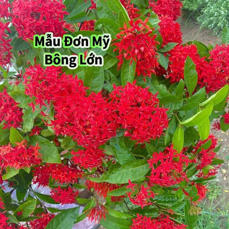 Combo 5 Bầu Giống Hoa Mẫu Đơn Mỹ Bông Lớn❤️ Lâu Năm Cực Dễ Trồng