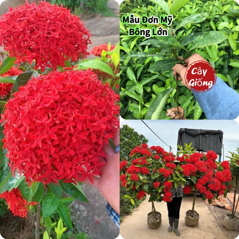 Combo 5 Bầu Giống Hoa Mẫu Đơn Mỹ Bông Lớn❤️ Lâu Năm Cực Dễ Trồng