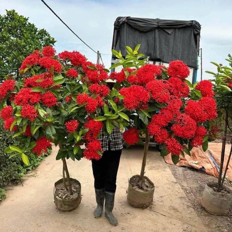 Combo 5 Bầu Giống Hoa Mẫu Đơn Mỹ Bông Lớn❤️ Lâu Năm Cực Dễ Trồng