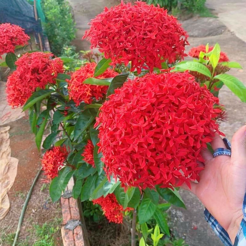 Combo 5 Bầu Giống Hoa Mẫu Đơn Mỹ Bông Lớn❤️ Lâu Năm Cực Dễ Trồng