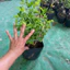 Chậu Cây Dâu tằm giống thái siêu trái ( cây giống cao 25-35cm )