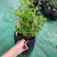 Chậu Cây Dâu tằm giống thái siêu trái ( cây giống cao 25-35cm )
