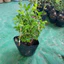 Chậu Cây Dâu tằm giống thái siêu trái ( cây giống cao 25-35cm )