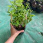 Chậu Cây Dâu tằm giống thái siêu trái ( cây giống cao 25-35cm )