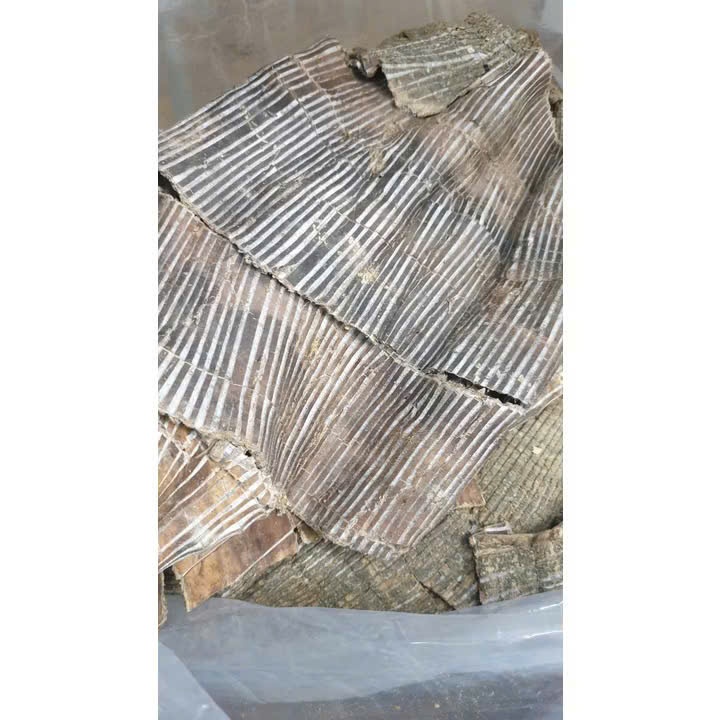 1Kg Đỗ Trọng To, Xịn ( Khô, Sạch, Đẹp ) Cải Thiện Sức Khoẻ, Sinh Lý