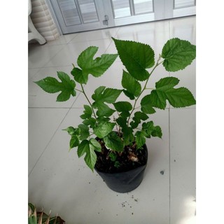Chậu cây Dâu Tằm trái ngọt - Giống F1 trái to, say trái