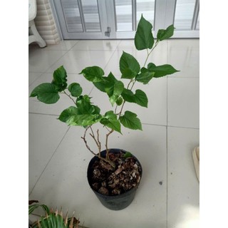 Chậu cây Dâu Tằm trái ngọt - Giống F1 trái to, say trái