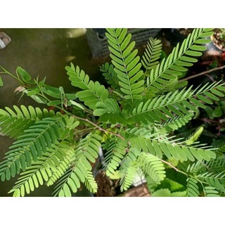 Cây giống Mẹ Thái - Giống cây mới cho năng xuất cao, cây cao 50-65 cm