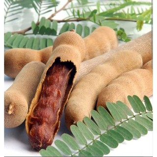 Cây giống Mẹ Thái - Giống cây mới cho năng xuất cao, cây cao 50-65 cm