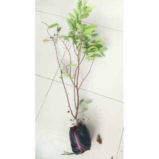 Cây giống Mẹ Thái - Giống cây mới cho năng xuất cao, cây cao 50-65 cm