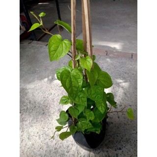 Chậu dây Trầu Không xanh tốt, nhiều công dụng