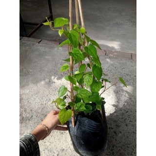 Chậu dây Trầu Không xanh tốt, nhiều công dụng