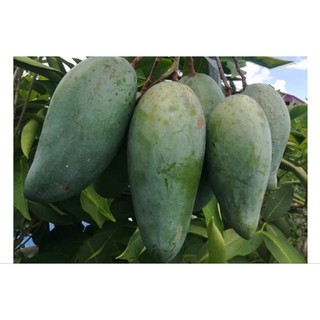 Cây giống Xoài Thái - Giống F1 trái to , năng xuất cao