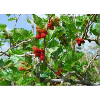Chậu cây Dâu Tằm trái ngọt - Giống F1 trái to, say trái