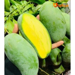 Cây giống Xoài Thái - Giống F1 trái to , năng xuất cao