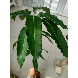 Cây giống Xoài Thái - Giống F1 trái to , năng xuất cao