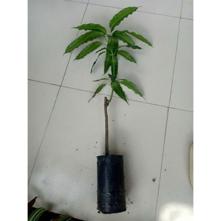 Cây giống Xoài Thái - Giống F1 trái to , năng xuất cao