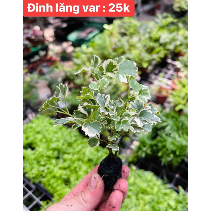 Đinh lăng cẩm thạch setup terrarium,bán cạn