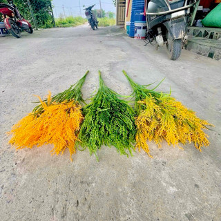Combo Lúa Nếp Chín Vàng ( GIÁ KHỒNG KÈM BÌNH ).Một  Cành 7 Chùm Bông, Lá, Hạt To Chắc Mẩy, Trang Trí Decor Xinh, Quá đep