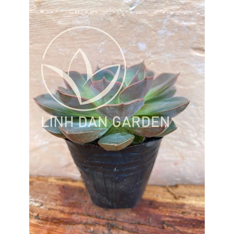 Sen đá bông hồng tím, thuần khí hậu đà lạt. LINH ĐAN GARDEN