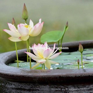 200 Gram - Bùn Trồng Sen Phương Nam Phù Hợp Cây Thủy Sinh Ngập Nước ,Cho Hoa To , Lâu Tàn