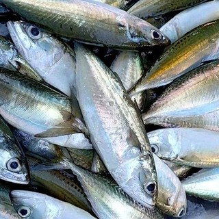 1 Lit - Đạm Cá Phương Nam - Phân Bón Hữu Cơ