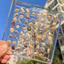 Hộp trưng bày,lưu trữ vỏ sò nhựa acrylic