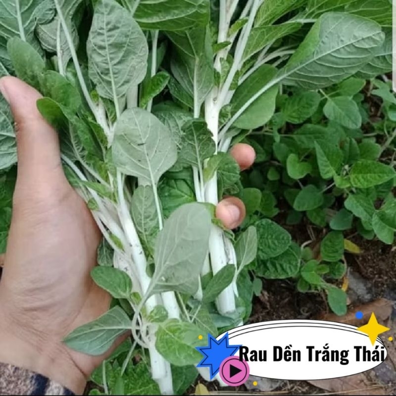Hạt Giống Rau Dền Trắng💞 Ăn Ngon Nhập Khẩu Nguyên Gói Thái Lan Chất Lượng Cao