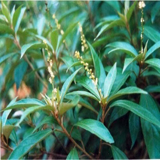 Khổ Sâm Khô hỗ trợ da thương hiệu Lá Ngọc gói 500g