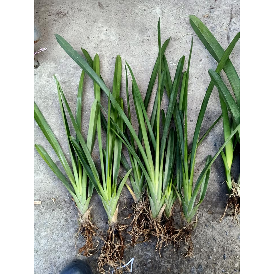 Kiếm Vàng NGỌC  Đột Biến Rừng  Thái Nguyên