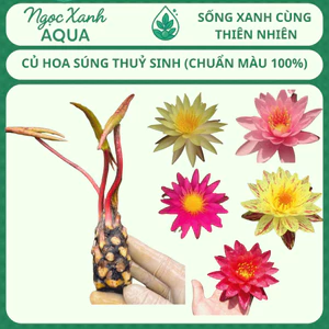 Củ Hoa Súng Thuỷ Sinh - Chuẩn Màu 100% – Dễ Trồng, Lên Lá Nhanh – Ngọc Xanh AQUA