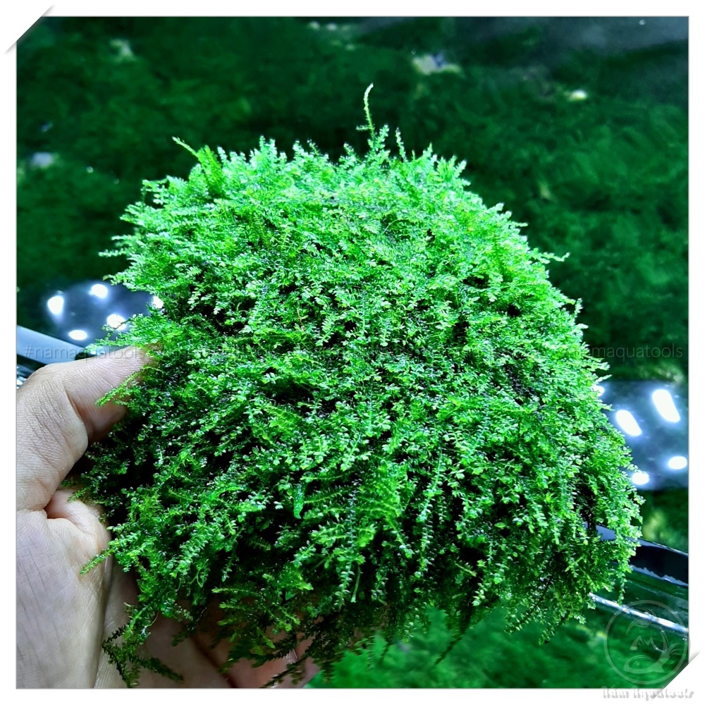 Rêu Weeping Sing | Một Trong Những Loại Rêu Đẹp, Ưa Chuộng Nhất Giới ...