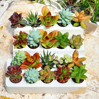 Sen đá mini nhiều loại khỏe đẹp dễ chăm có sẵn tại vườn MẦM NẮNG GARDEN  lỗi 1 đền 1