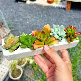 Sen đá mini nhiều loại khỏe đẹp dễ chăm có sẵn tại vườn MẦM NẮNG GARDEN  lỗi 1 đền 1